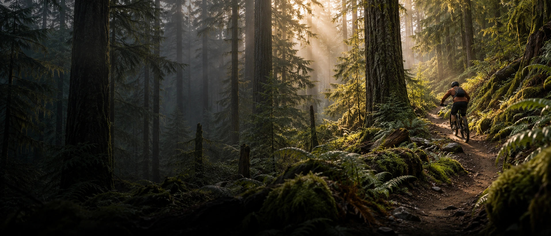 A mountain biker riding through a sunlit forest